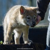 Chiots Milla-14