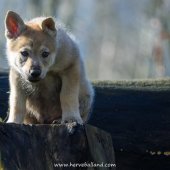 Chiots Milla-2