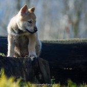 Chiots Milla-3