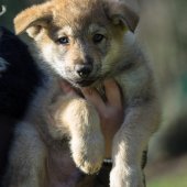 Chiots Milla-4