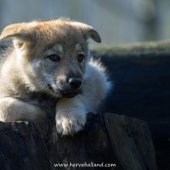 Chiots Milla-6