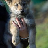 Chiots Milla-7