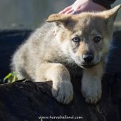 Chiots Milla-8