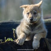 Chiots Milla-9
