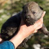 Chiot Synek-1