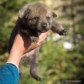 Chiot Synek-11
