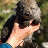 Chiot Synek-2