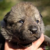 Chiot Synek-3