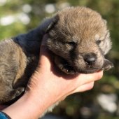 Chiot Synek-6