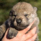 Chiot Synek-7