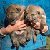 Chiot Synek-8