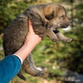 Chiot Synek-9
