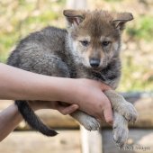 Chiots Synek-10