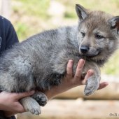 Chiots Synek-13