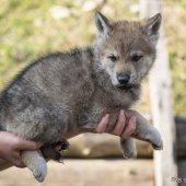 Chiots Synek-2