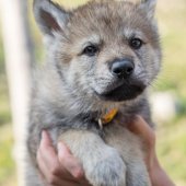 Chiots Synek-3