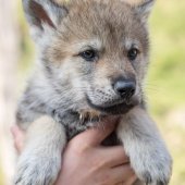 Chiots Synek-4