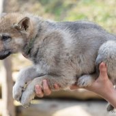 Chiots Synek-6
