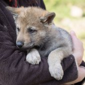 Chiots Synek-7