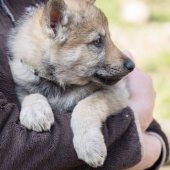 Chiots Synek-8
