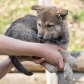 Chiots Synek-9