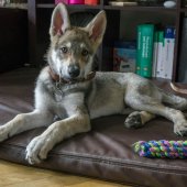 IMG-20170508-WA0001