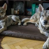 IMG-20170508-WA0002