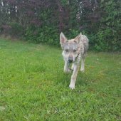 IMG-20170527-WA0002