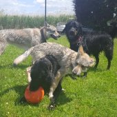 IMG-20170527-WA0003