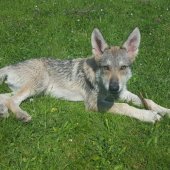 IMG-20170527-WA0004
