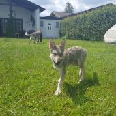 IMG-20170527-WA0005