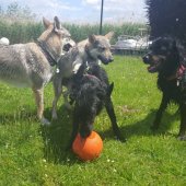 IMG-20170527-WA0009(1)