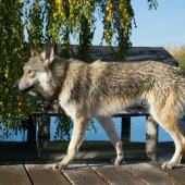 IMG-20171026-WA0010