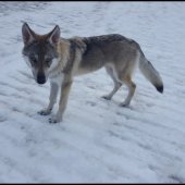 thumbnail_Screenshot_20170720-160931