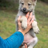 Chiots Deva 7 semaines et demi (23 sur 62)