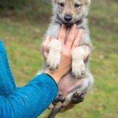 Chiots Deva 7 semaines et demi (24 sur 62)