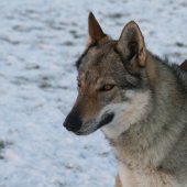 rencontre-clt-vendenheim-04-12-2010-146