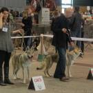 Expo Canine Metz-28