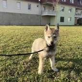 Vasko