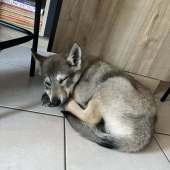 Vasko