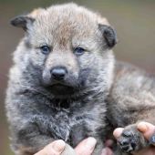 Mâle collier orange