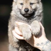 Mâle collier orange