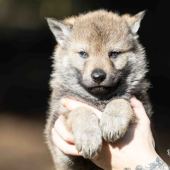 Mâle collier orange