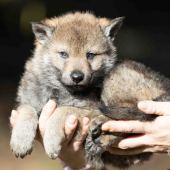 Mâle collier orange