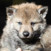 Mâle collier orange