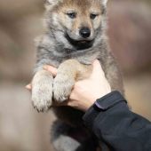 Mâle collier orange