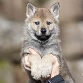 Mâle collier orange