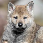 Mâle collier orange