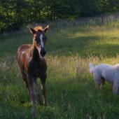 cherry-25-mai-2011-073