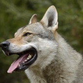 France, Territoire de Belfort (90), Lepuix-Gy, Laetitia Briswalter, Ã©levage de Chiens loups tchÃ©coslovaques